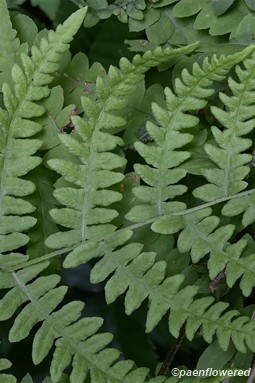 Top side of developing fertile frond